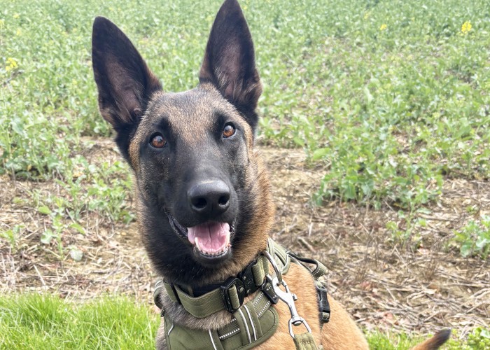 Anchor, a 2 years old female Belgian Malinois available for adoption from Danaher Animal Home in CM7 4EP, Essex