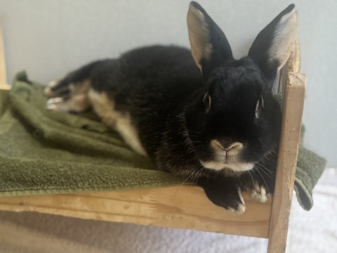 Peaches — photo 5