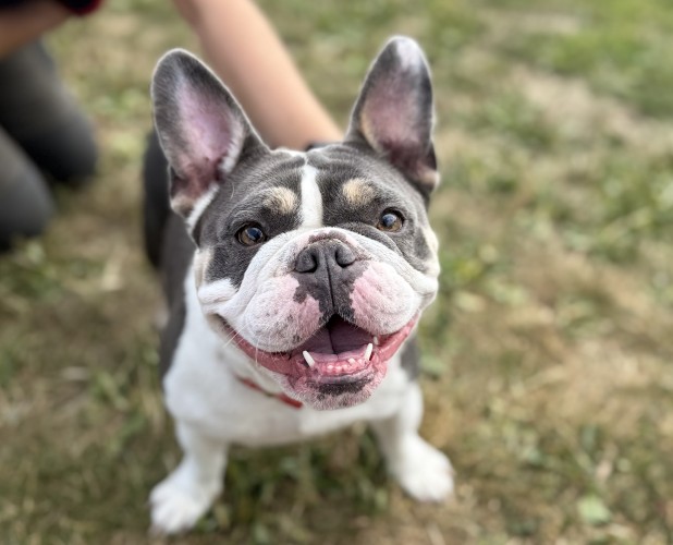 Lolly, a 4 years old female French Bulldog available for adoption from Danaher Animal Home in Essex